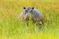 Hippo in the grass, wet green season. African Hippopotamus, Hippopotamus amphibius capensis, , Okavango delta, Moremi, Botswana. D Royalty Free Stock Photo