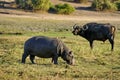 Hippopotamus grazing by the river Royalty Free Stock Photo