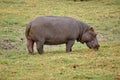 Hippo grazing in Botswana