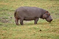 Hippo grazing in Botswana