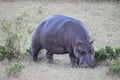 Hippo grazing grass on the savanna