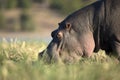 A hippo grazing