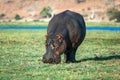 Hippo grazing at river bank