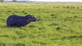 Hippo grazing in the savannah