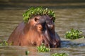 Hippo with greens