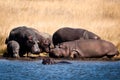 Hippo Group at the beach