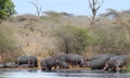 Hippo group on riverbank