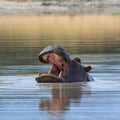 Hippo head above water Africa Royalty Free Stock Photo