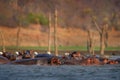 Hippo head in the blue water. African Hippopotamus, Hippopotamus amphibius capensis, with evening sun, animal in the nature water Royalty Free Stock Photo