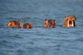 Hippo head in the blue water. African Hippopotamus, Hippopotamus amphibius capensis, with evening sun, animal in the nature water Royalty Free Stock Photo