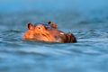 Hippo head in the blue water. African Hippopotamus, Hippopotamus amphibius capensis, with evening sun, animal in the nature water