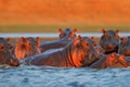 Hippo head in the blue water. African Hippopotamus, Hippopotamus amphibius capensis, with evening sun, animal in the nature water Royalty Free Stock Photo