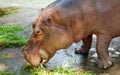 Hippo head closeup