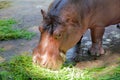 Hippo head closeup