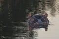Hippo Head Reflections at Dusk