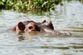 Hippo head in a water Royalty Free Stock Photo