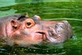 The Hippo head in water Royalty Free Stock Photo