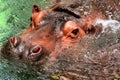 The Hippo head in water