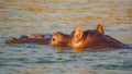 Hippo head in water stick out of river wet Royalty Free Stock Photo