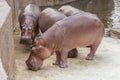 The hippo is the heaviest land animal after the elephant.