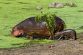 An hippo and her baby in the Kruger National Park