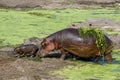 An hippo and her baby in the Kruger National Park S