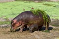 An hippo and her baby in the Kruger National Park S