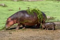 An hippo and her baby in the Kruger National Park S