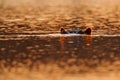 Hippo, hiden head i sunset light. Big animal in the water, Lake Kariba, Zimbabawe in Afroca. Ears with oange back lighte. Danger Royalty Free Stock Photo