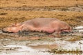 Hippo Hippopotamus amphibious relaxing next to water during the day, Queen Elizabeth National Park, Uganda.