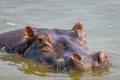 Hippo Hippopotamus amphibious relaxing in the water during the day, Lake Mburo National Park, Uganda.