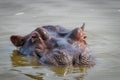 Hippo Hippopotamus amphibious relaxing in the water during the day, Lake Mburo National Park, Uganda.