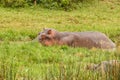 Hippo Hippopotamus amphibious relaxing in the water during the day, Queen Elizabeth National Park, Uganda.