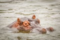 Hippo Hippopotamus amphibious relaxing in the water during the day, Queen Elizabeth National Park, Uganda.