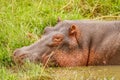 Hippo Hippopotamus amphibious relaxing in the water during the day, Queen Elizabeth National Park, Uganda. Royalty Free Stock Photo