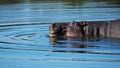 Hippo (Hippopotamus amphibius) Royalty Free Stock Photo