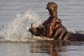 Hippo (Hippopotamus amphibius)