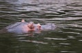 Hippo or Hippopotamus amphibius Royalty Free Stock Photo