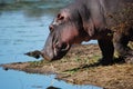 Hippo (Hippopotamus amphibius) Royalty Free Stock Photo