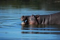 Hippo (Hippopotamus amphibius) Royalty Free Stock Photo