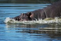 Hippo (Hippopotamus amphibius) Royalty Free Stock Photo