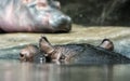 Hippo - Hippopotamus amphibius, animals resting in water Royalty Free Stock Photo