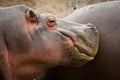 Hippo Hippopotamus amphibius. Royalty Free Stock Photo