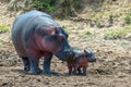 Hippo Hippopotamus amphibius Royalty Free Stock Photo