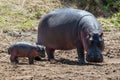 Hippo Hippopotamus amphibius Royalty Free Stock Photo