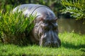 Hippo Hippopotamus amphibius Royalty Free Stock Photo