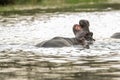 Hippo, Hippopotamus amphibius with its mouth open in the water in Kruger national park, South Africa Royalty Free Stock Photo