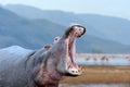 Hippo Hippopotamus amphibius outside the water Royalty Free Stock Photo