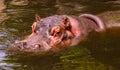 A hippo, Hippopotamus amphibius, raises its head above the water Royalty Free Stock Photo