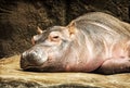 Hippo - Hippopotamus amphibius resting, yellow filter Royalty Free Stock Photo